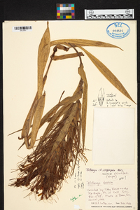 Billbergia oxysepala image