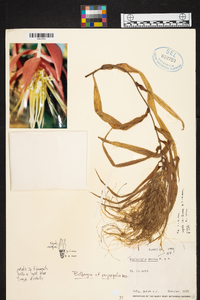 Billbergia oxysepala image