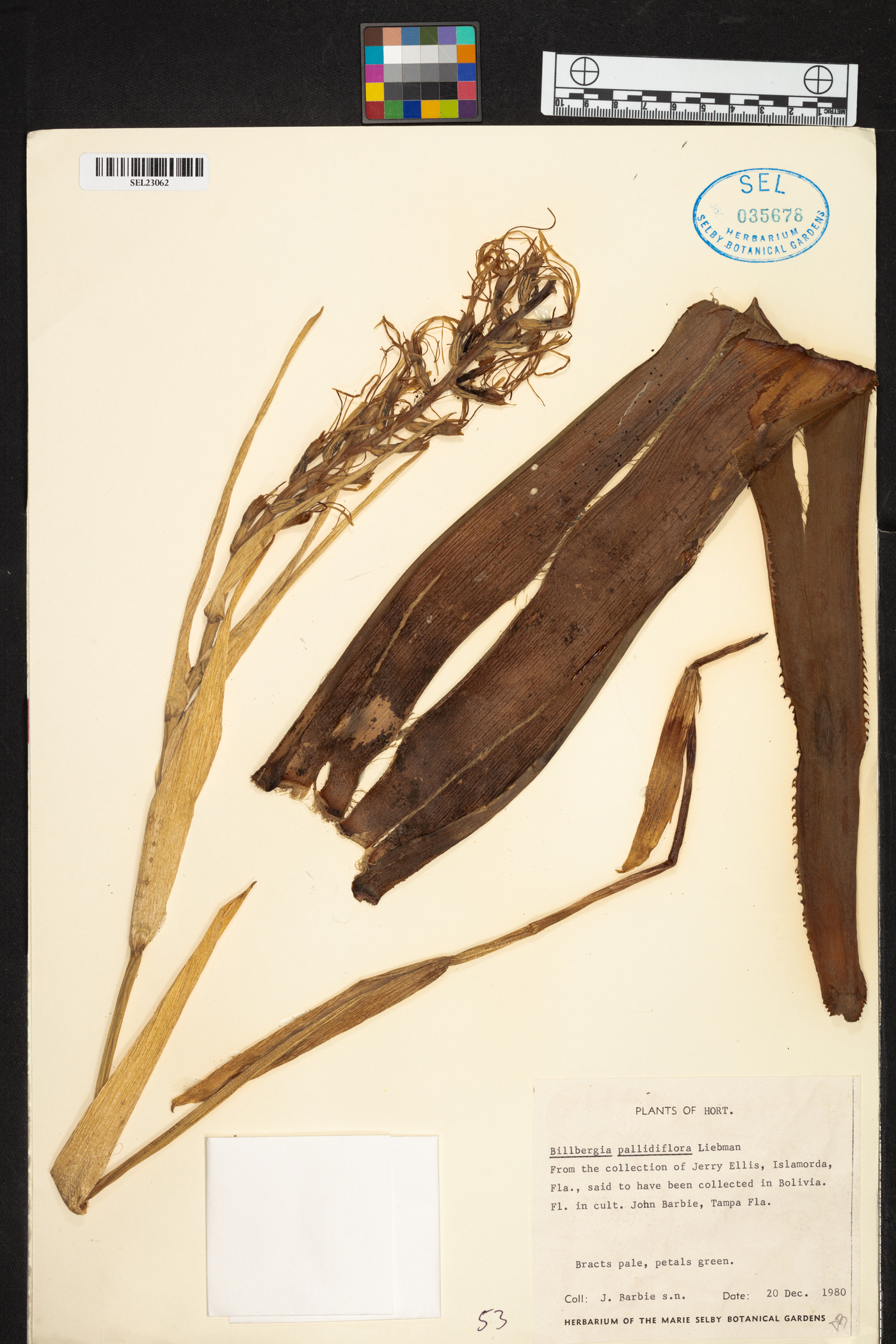 Billbergia pallidiflora image