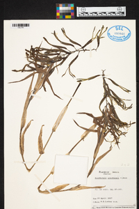 Billbergia saundersii image