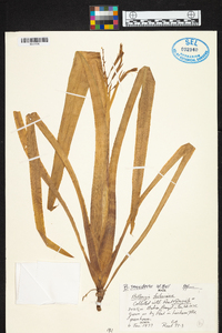 Billbergia saundersii image