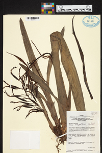 Billbergia saundersii image