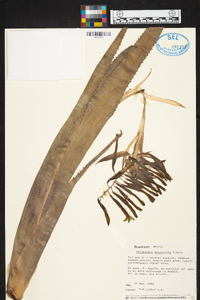 Billbergia saundersii image