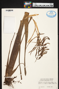 Billbergia saundersiana image