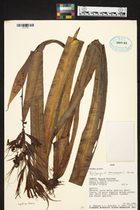 Billbergia tessmannii image