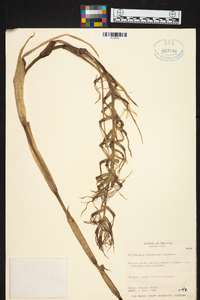 Billbergia brasiliensis image