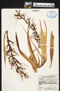 Billbergia brasiliensis image