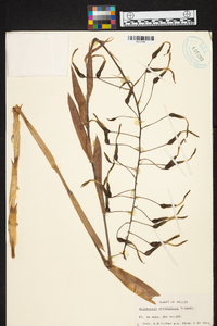 Billbergia viridiflora image