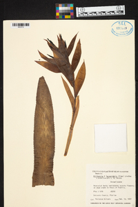 Billbergia pyramidalis image