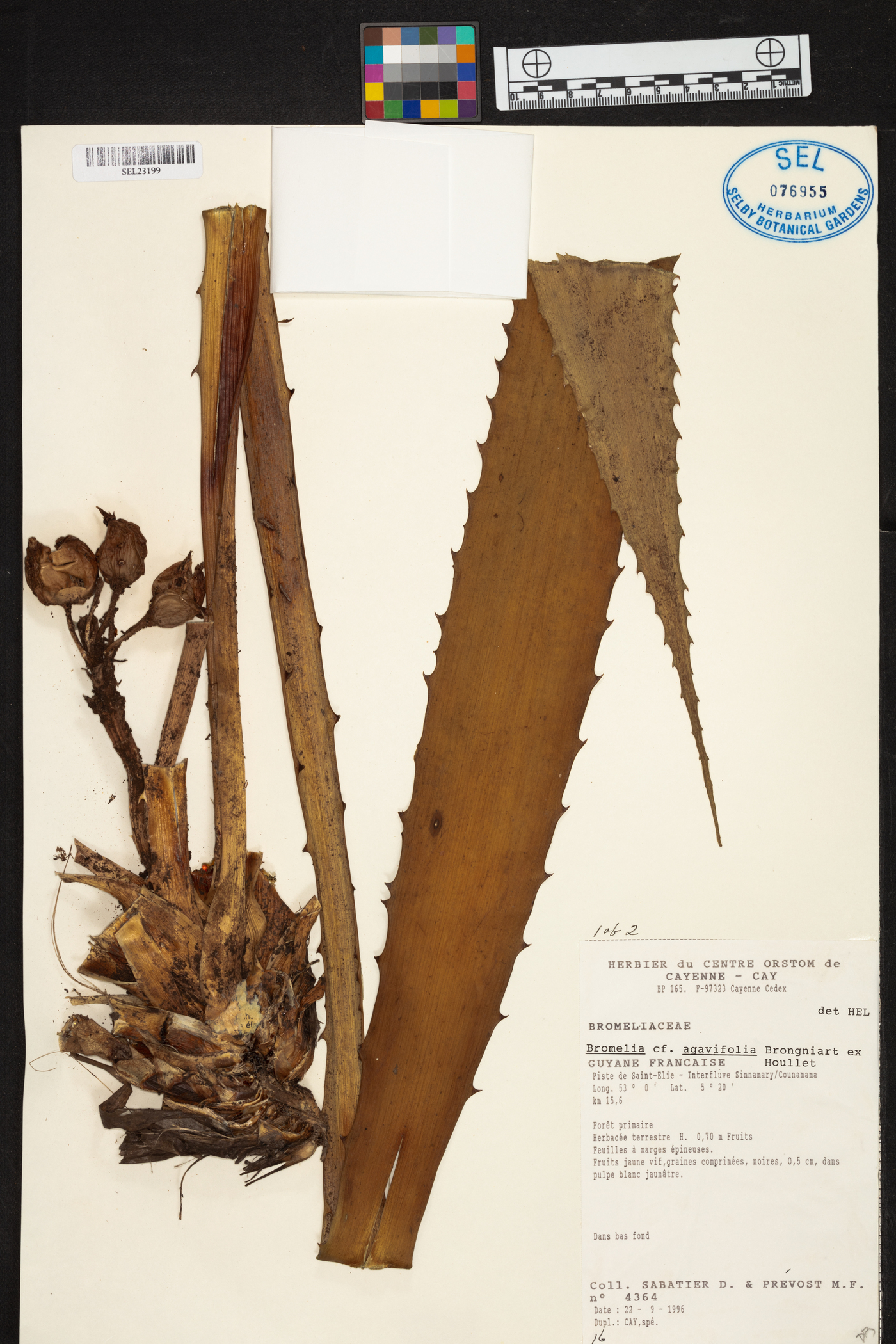 Bromelia agavifolia image