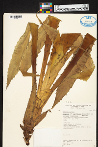 Bromelia agavifolia image