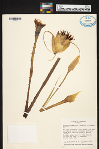 Bromelia flemingii image