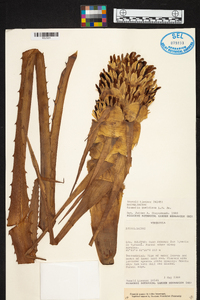 Image of Bromelia goeldiana