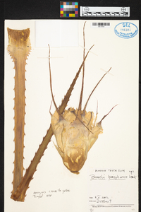 Bromelia hemisphaerica image