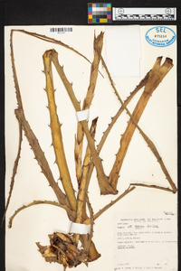 Bromelia serra image