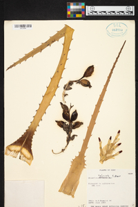 Bromelia sylvicola image