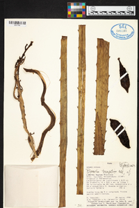 Bromelia tarapotina image