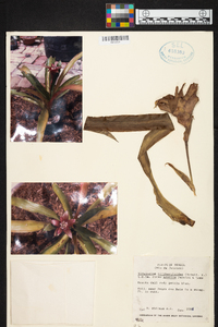 Nidularium billbergioides image