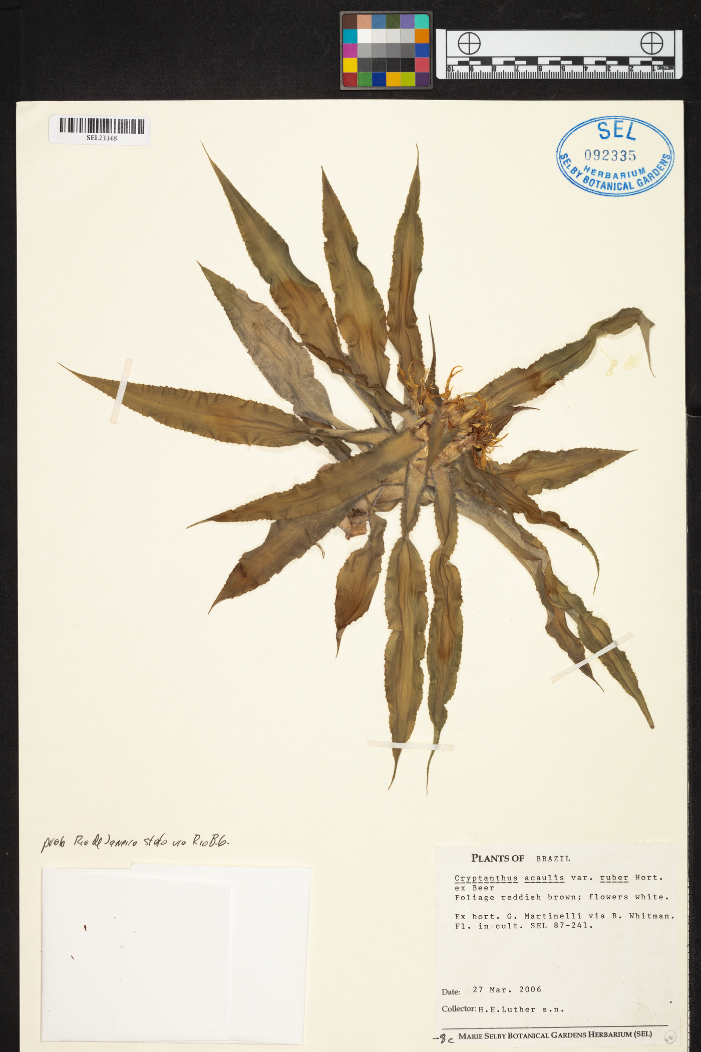 Cryptanthus acaulis image