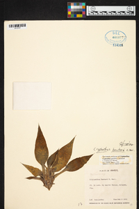 Image of Cryptanthus beuckeri