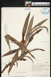 Image of Cryptanthus bromelioides