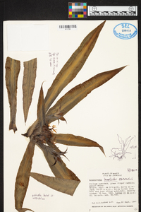 Cryptanthus bromelioides image