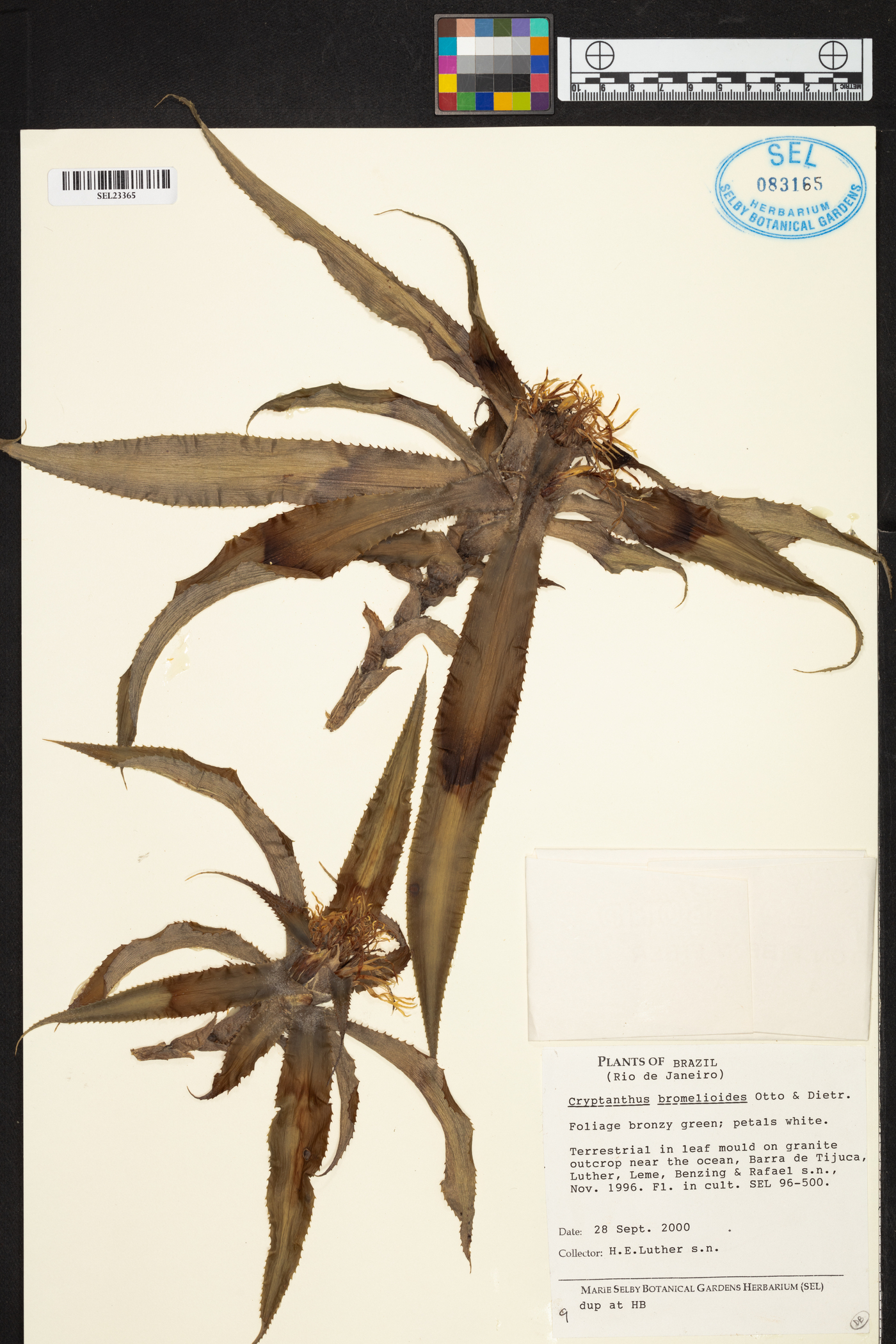 Cryptanthus bromelioides image