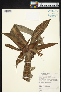 Image of Cryptanthus burle-marxii