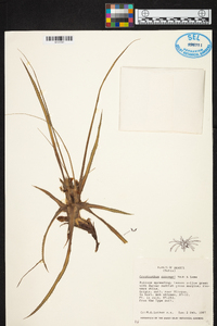 Cryptanthus colnagoi image