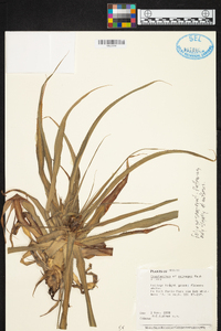 Cryptanthus colnagoi image