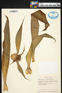 Image of Cryptanthus alagoanus