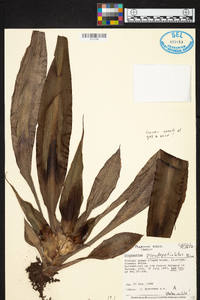 Image of Cryptanthus pseudopetiolatus