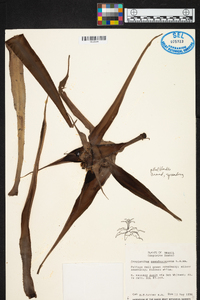 Image of Cryptanthus pseudoscaposus