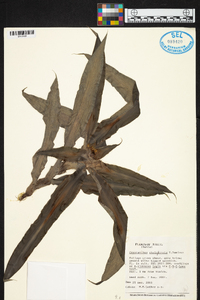 Image of Cryptanthus ubairensis