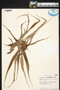 Cryptanthus warren-loosei image