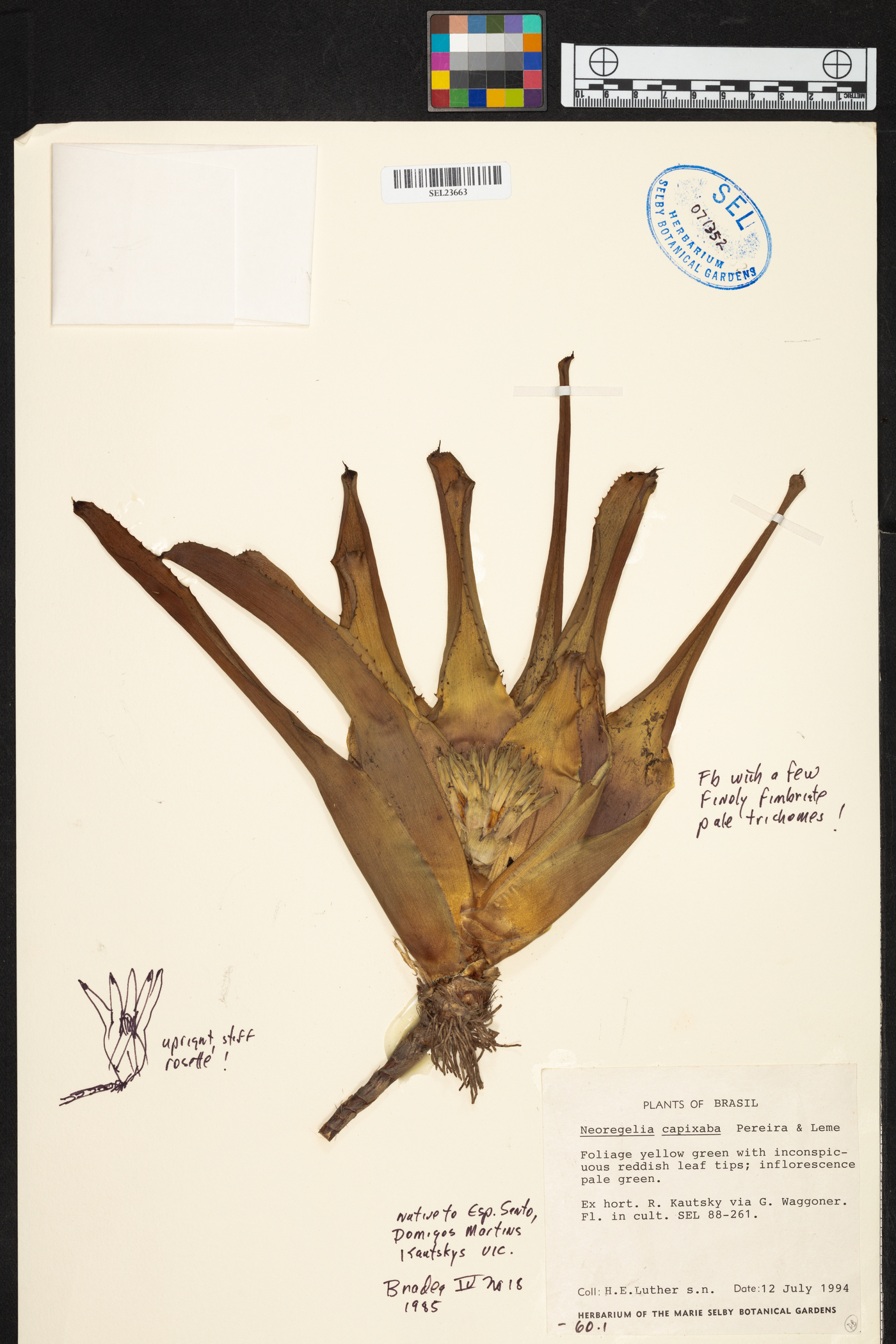 Neoregelia capixaba image