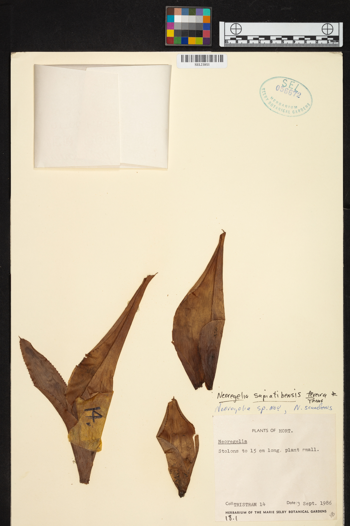 Neoregelia sapiatibensis image