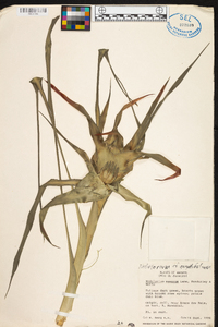 Nidularium angustifolium image