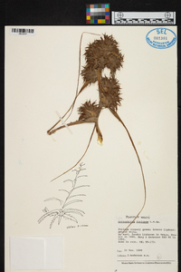 Image of Orthophytum foliosum