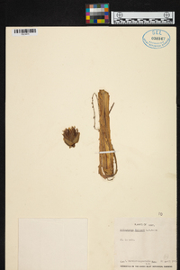 Orthophytum foliosum image