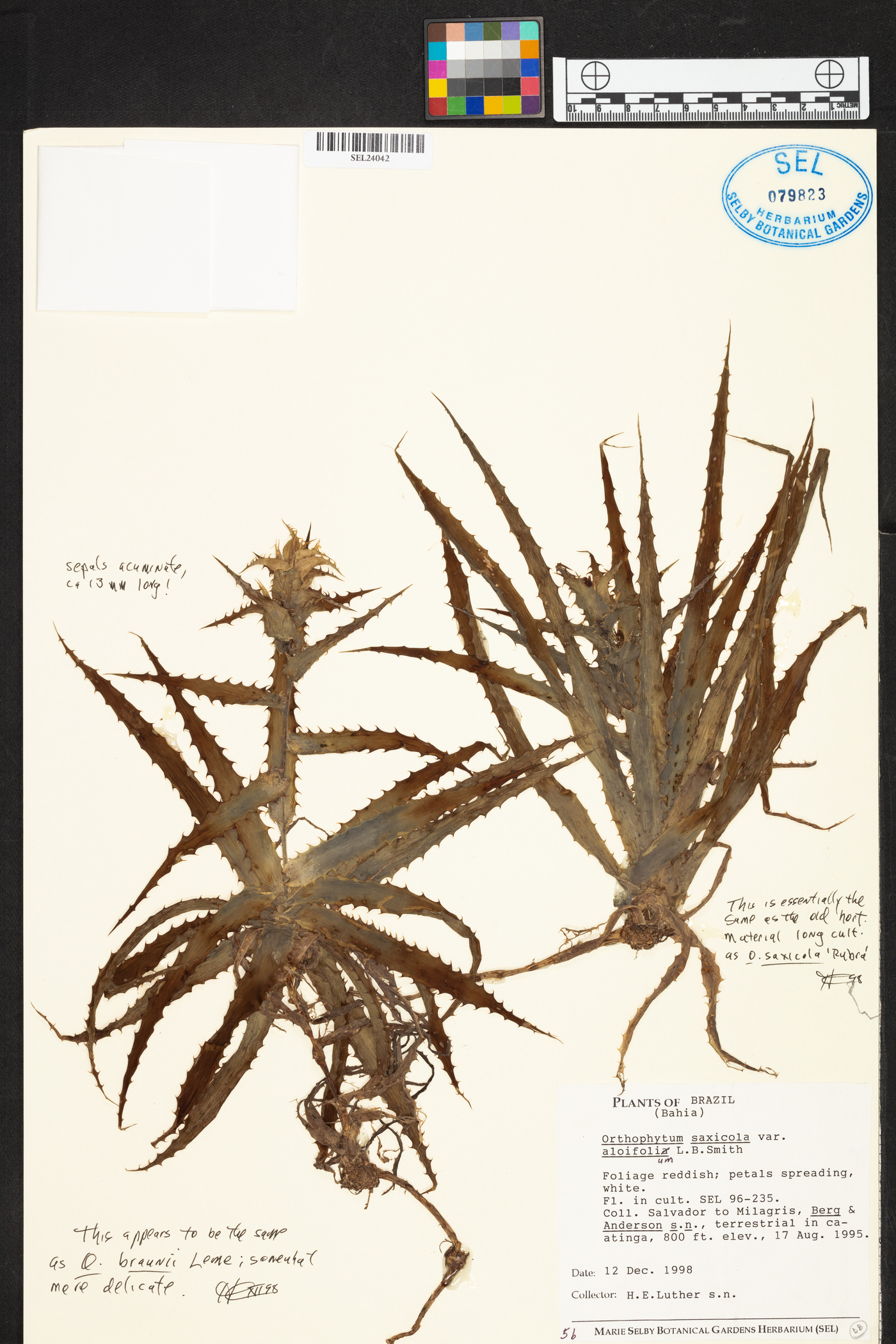 Orthophytum saxicola image