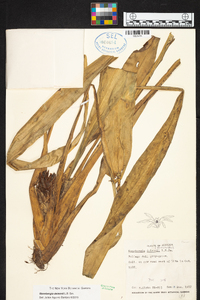 Ronnbergia deleonii image