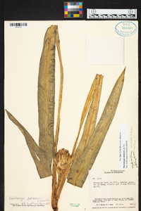 Ronnbergia deleonii image