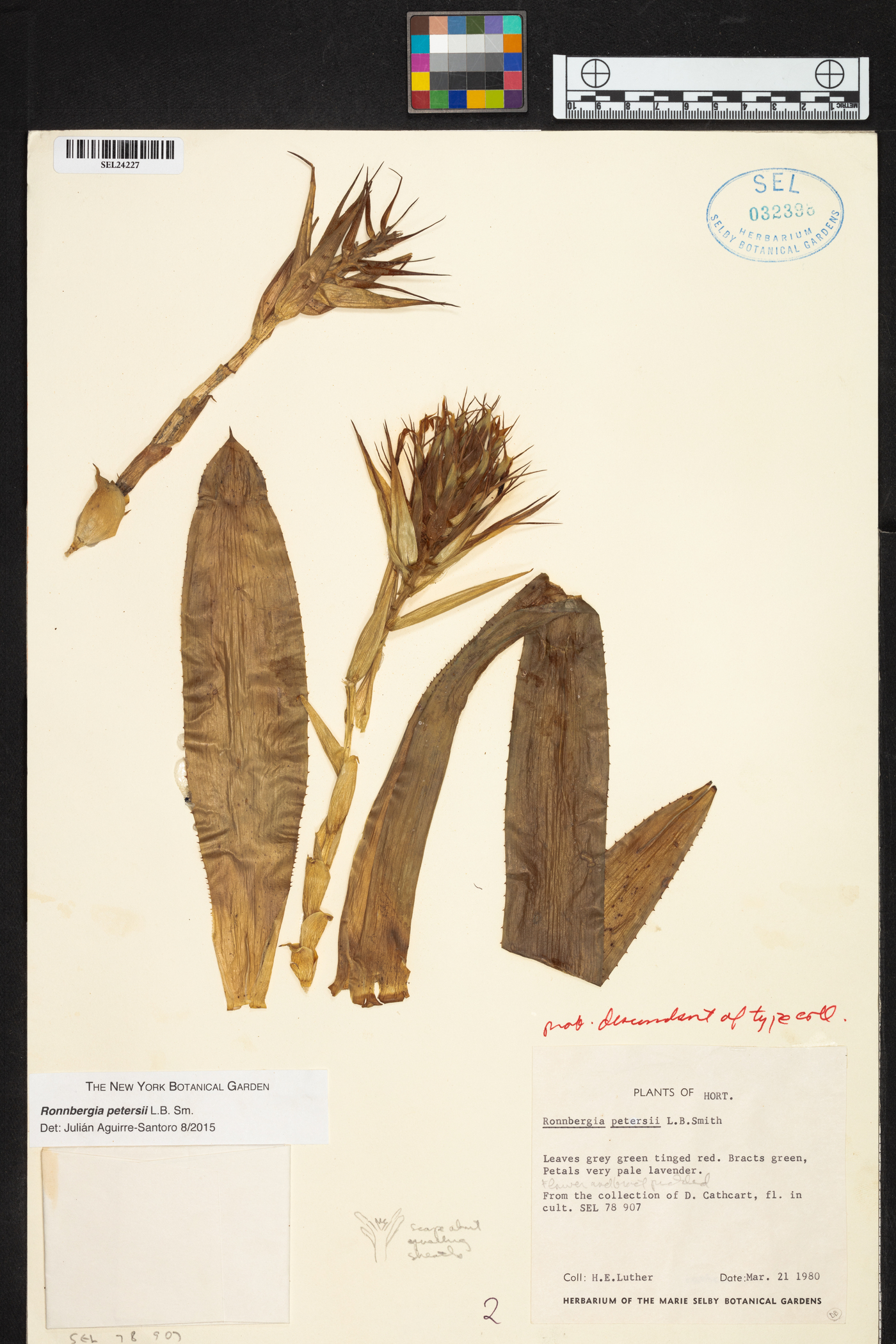 Aechmea allenii image