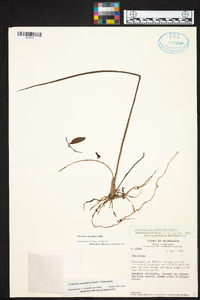 Cohniella ascendens image