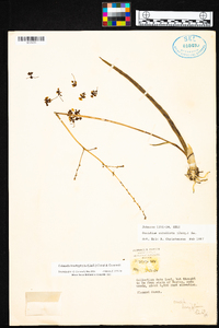 Cohniella brachyphylla image