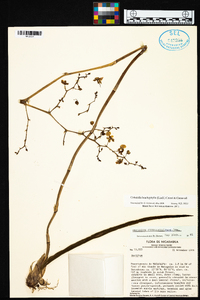 Cohniella brachyphylla image