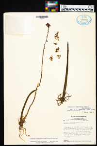 Cohniella brachyphylla image
