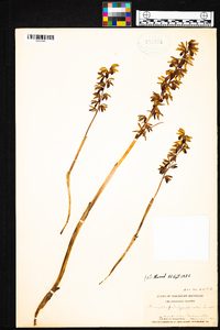 Corallorhiza striata image