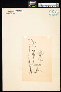 Corallorhiza williamsii image